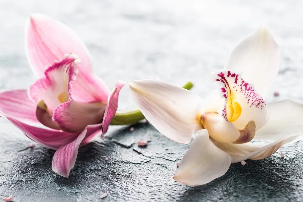 Stampa su tela – Due fiori colorati di orchidea