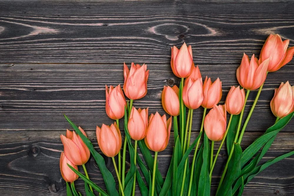 Carta da parati – Tulipani arancioni su sfondo di legno