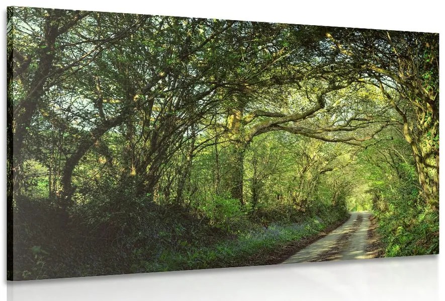 Quadro su tela – Foresta da fiaba