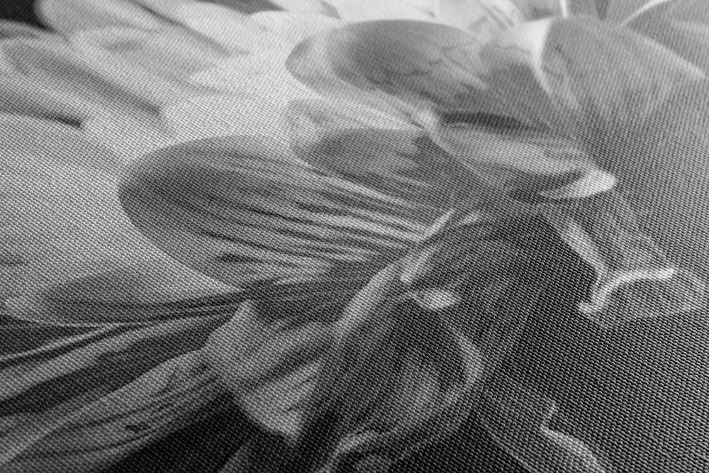 Stampa su tela – Margherita in bianco e nero