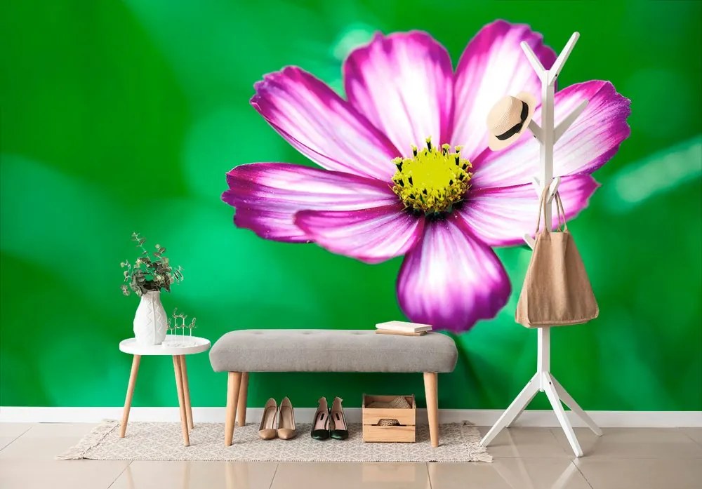 Carta da parati autoadesiva – Fiore da giardino di cosmea