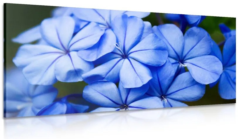 Stampa su tela – Fiori blu pittoreschi