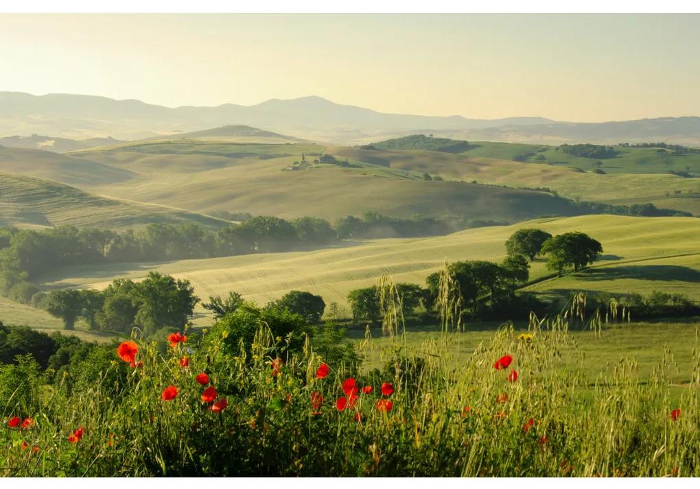 Carta da parati
adesiva Paesaggio mediterraneo: Papaveri in Toscana - campi italiani con alberi e montagne