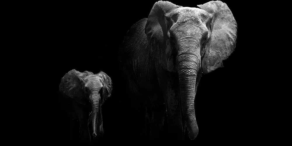 Quadro su tela – Piccolo elefante e elefantessa