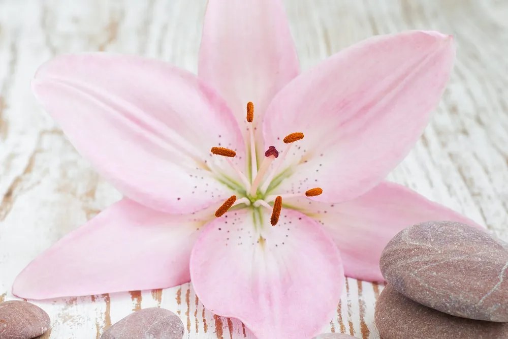 Stampa su tela – Giglio rosa e pietre zen