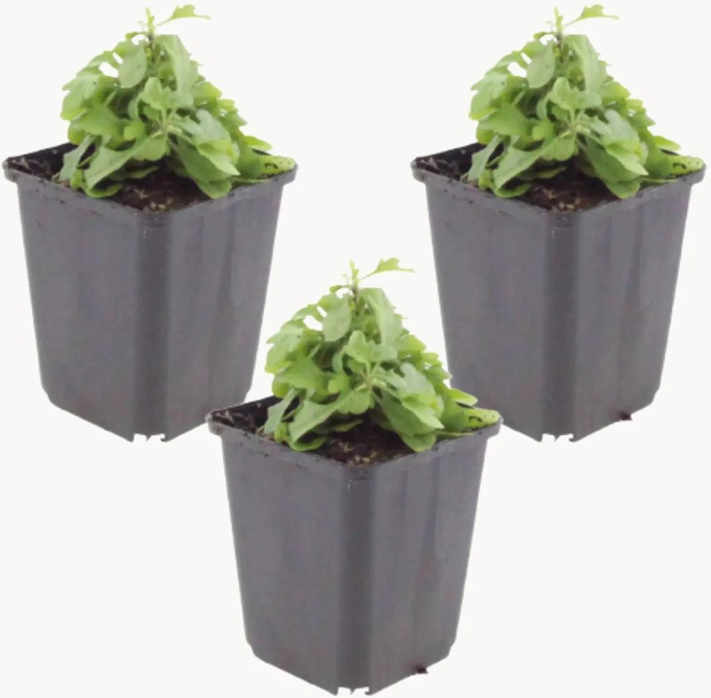 Set di 3 piante vere Mexican Daisy Erigeron Karvinskianus