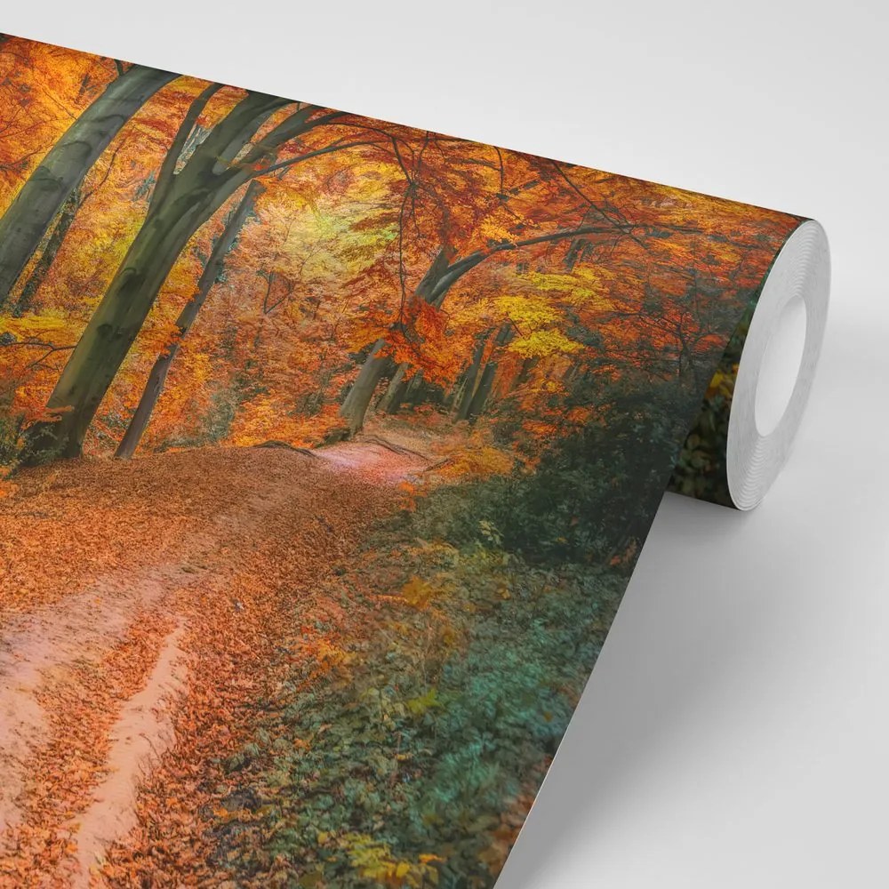 Carta da parati autoadesiva – Foresta in autunno
