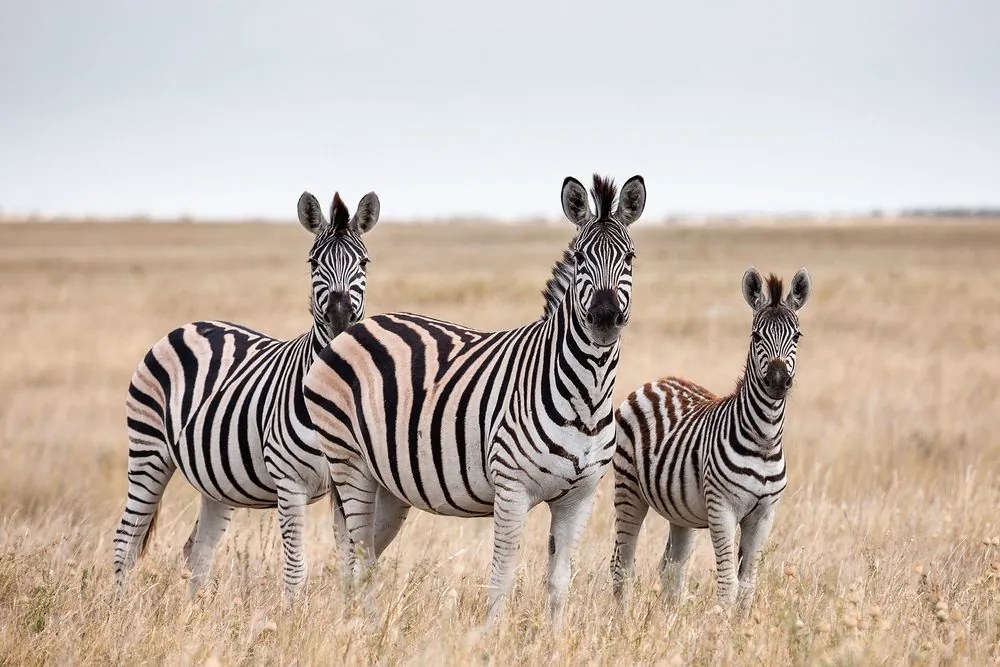 Stampa su tela – Tre zebre nella savana