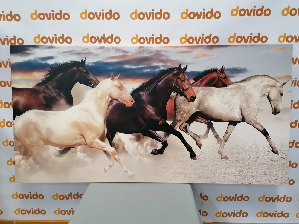 Stampa su tela – Branco di cavalli
