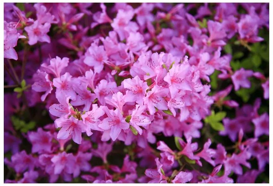 Carta da parati Rhododendron Pink 104x70 cm