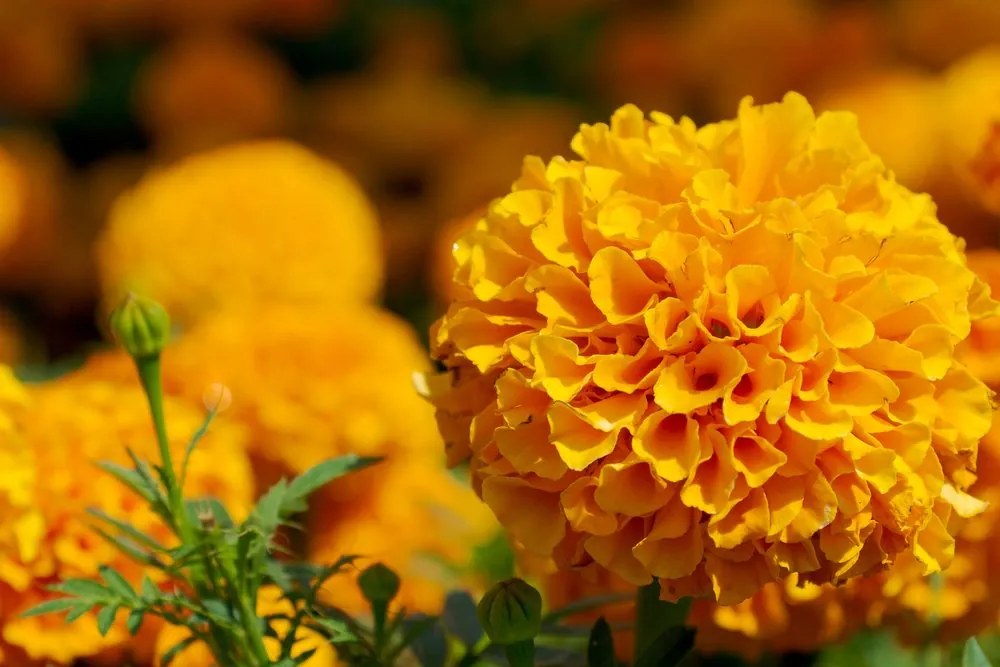 Quadro su tela – Calendula azteca