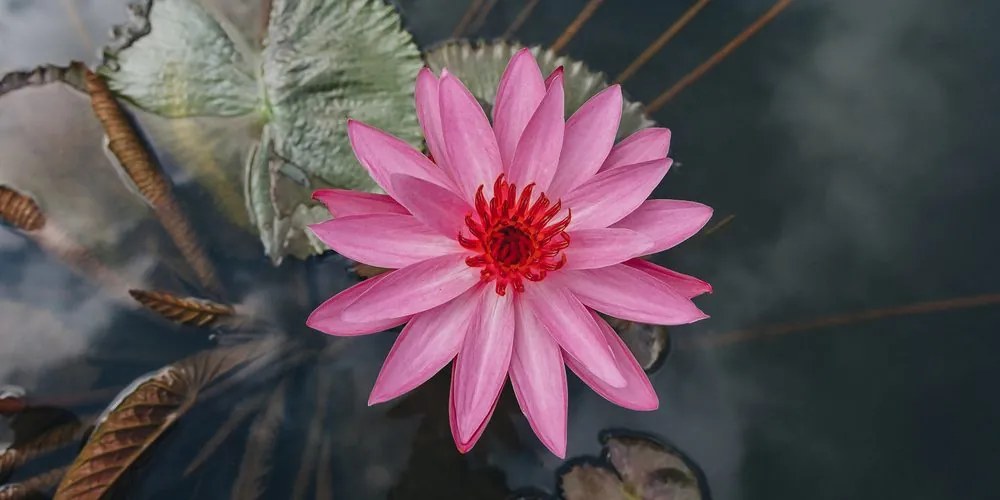 Stampa su tela – Incantevole fiore di loto