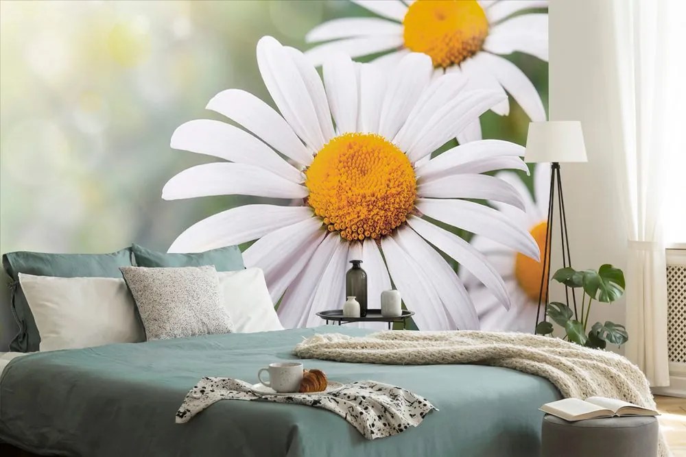 Carta da parati – Fiori di camomilla