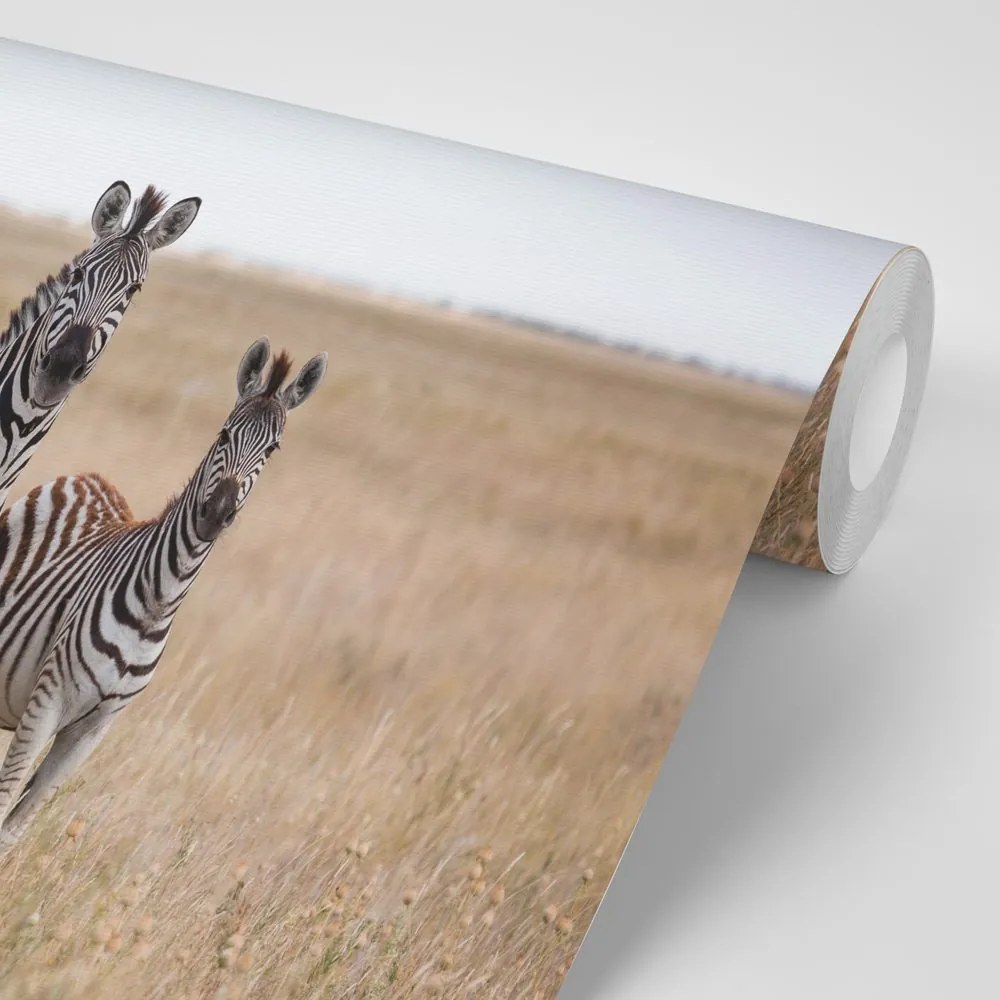 Carta da parati autoadesiva – Tre zebre nella savana