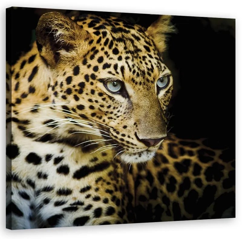 Quadro su tela, Leopardo maestoso  Dimensioni 40x40