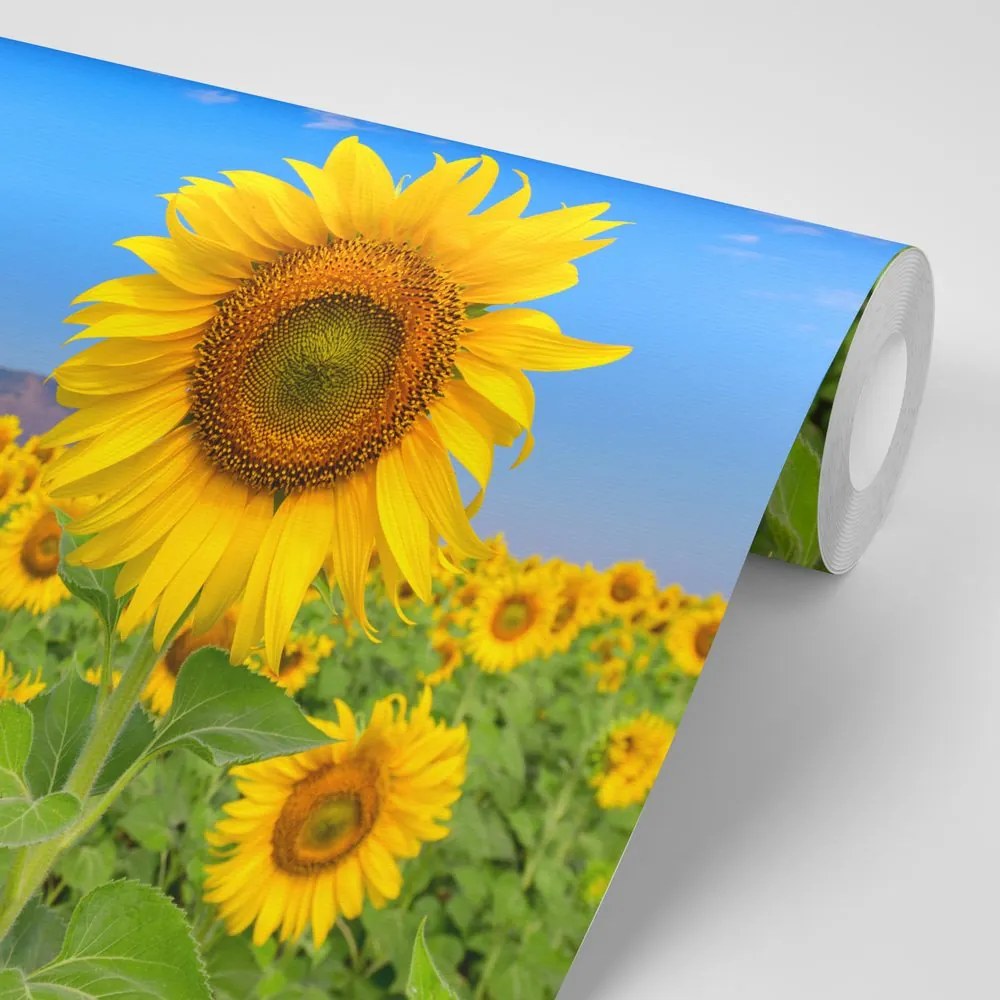 Carta da parati – Campo di girasoli