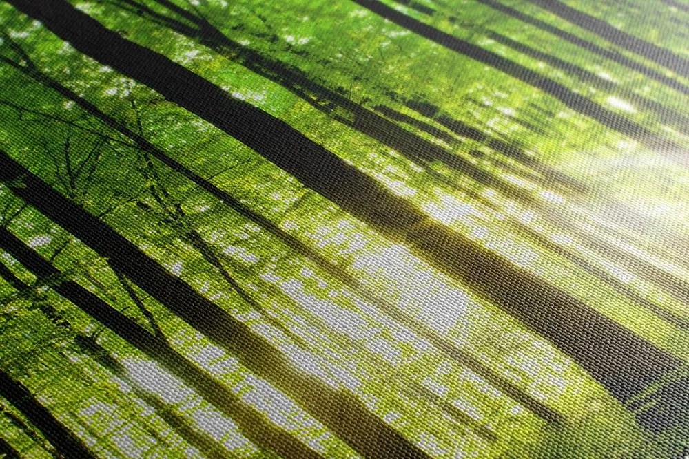 Stampa su tela – Foresta verde fresca