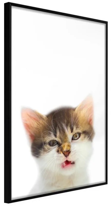 Poster  Funny Kitten  Cornice Quadri Cornice nera, Larghezza x Altezza Home decor 40x60