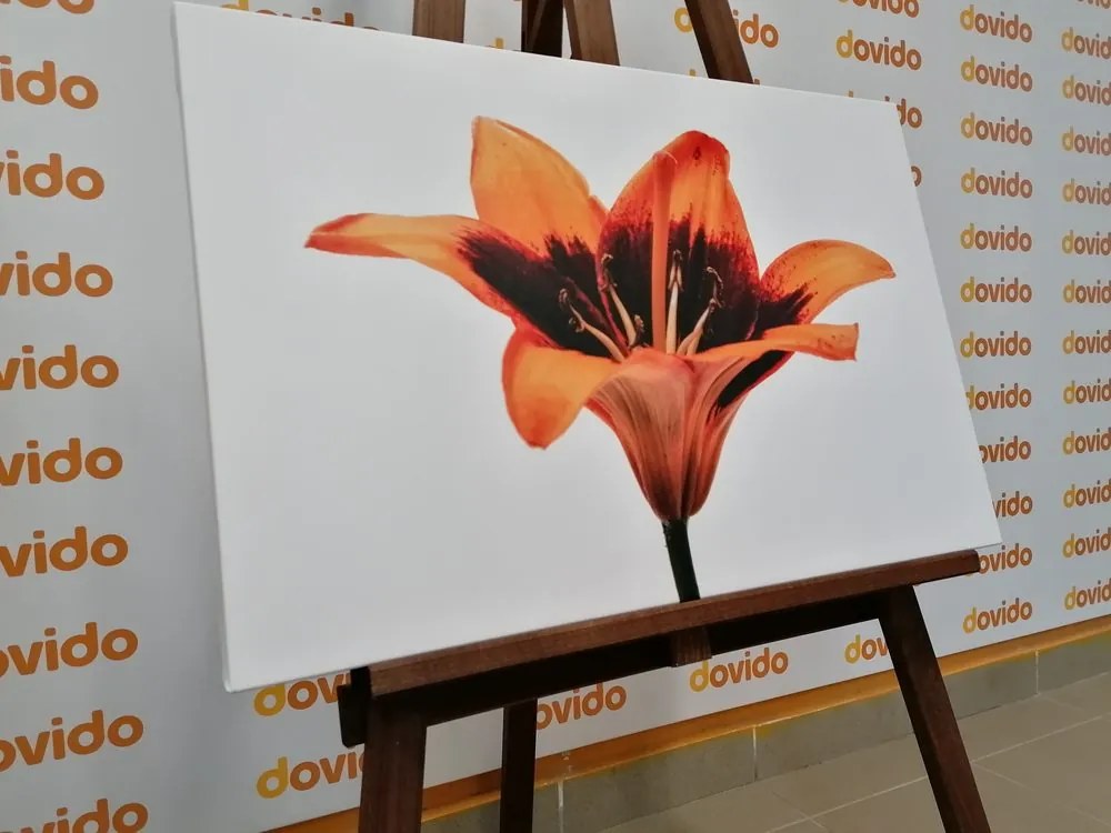 Quadro su tela – Giglio arancione