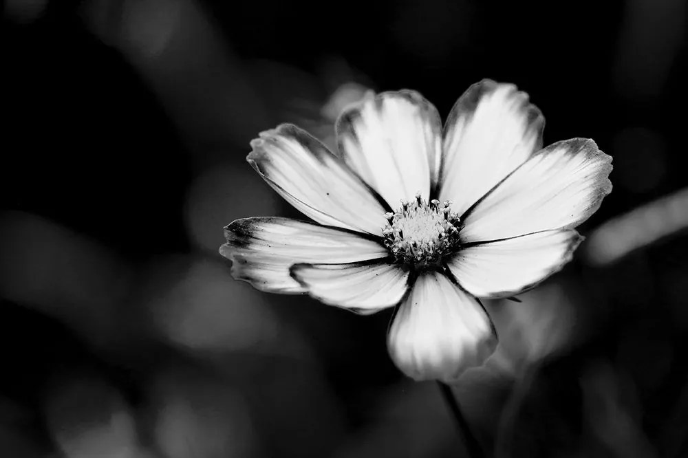 Carta da parati autoadesiva – Fiore da giardino di cosmea in bianco e nero