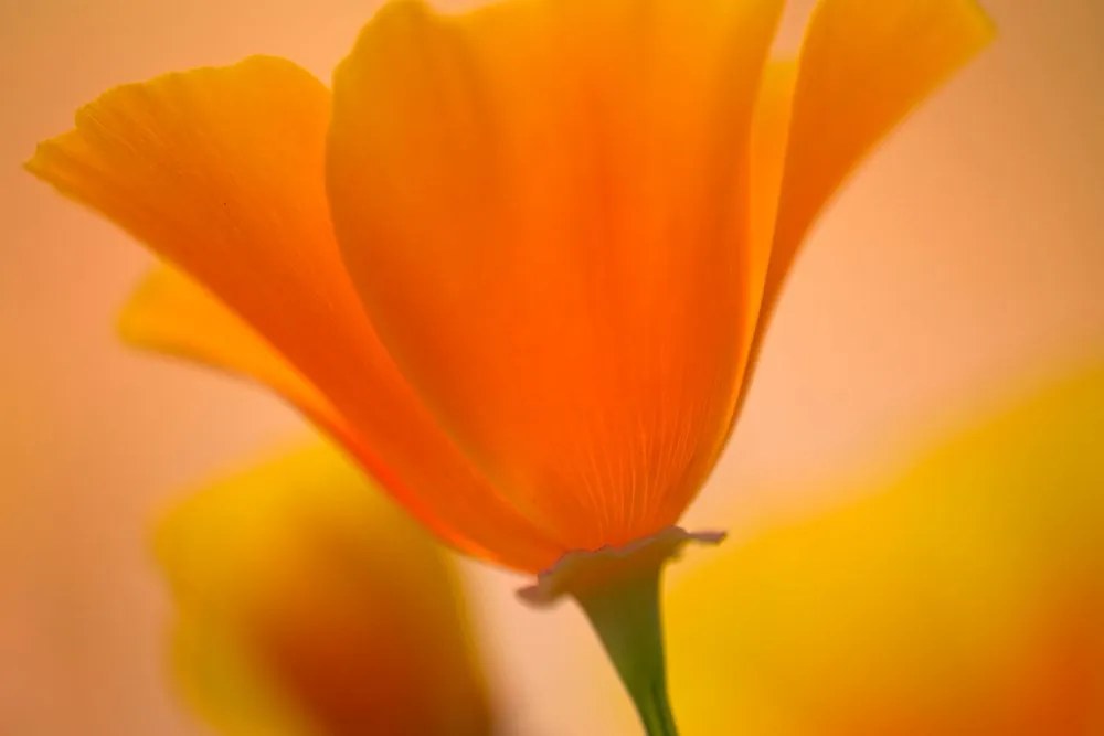 Stampa su tela – Splendido fiore