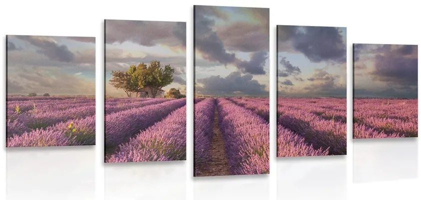 Quadri 5 pezzi – Terra dei campi di lavanda