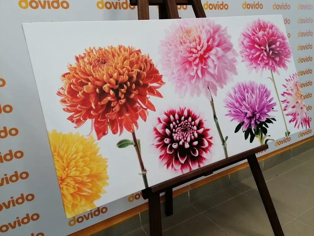 Quadro su tela – Fiori di dalia in design variegato