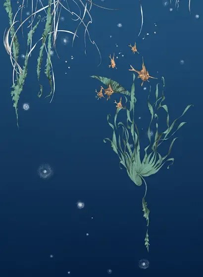 Edmond Petit Carta da parati Nautilus/Méduses/Nénuphars - Marine - Nénuphars gauche - Marine