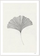 Poster Grinkgo Leaf