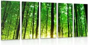 Quadri 5 pezzi – Foresta verde rigogliosa