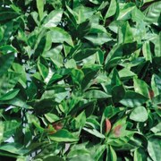 Siepe artificiale Photinia Divy 3D in polietilene H 1.5 m x L 3 m