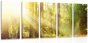 Quadri 5 pezzi – Raggi di sole nella foresta
