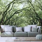 Fotomurale – Alberi in abbraccio