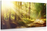 Quadro su tela – Raggi di sole nella foresta