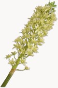 Set di 2 fiori artificiali fatti a mano Eucomis