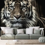 Carta da parati – Tigre
