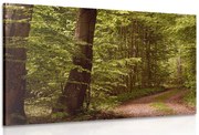 Quadro su tela – Foresta verde