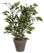 Pianta Decorativa Mica Decorations 4 x 11,5 cm Ceramica PVC Ficus