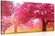 Quadro su tela – Magici alberi di ciliegio in fiore