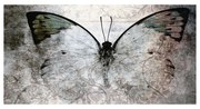 Stampa su tela Glitter Wow Butterfly, multicolore 145 x 75 cm