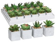 Pianta Decorativa Mica Decorations 8 x 5 cm Verde PVC Succulenta