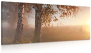 Quadro su tela – Foresta autunnale nebbiosa
