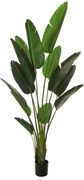 Pianta artificiale senza vaso Strelizia in pvc colore verde H 210