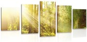 Quadri 5 pezzi – Raggi di sole nella foresta