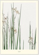 Poster Jonquil