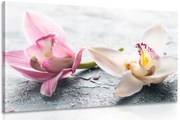 Stampa su tela – Due fiori colorati di orchidea