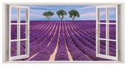 Stampa su tela Finestra lavanda, viola 70 x 140 cm