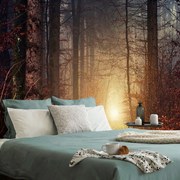 Carta da parati – Luce nel bosco