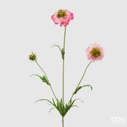 EDG - Enzo De Gasperi scabiosa rex ramo h 65 colore rosa