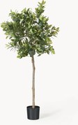 Pianta artificiale Money Tree